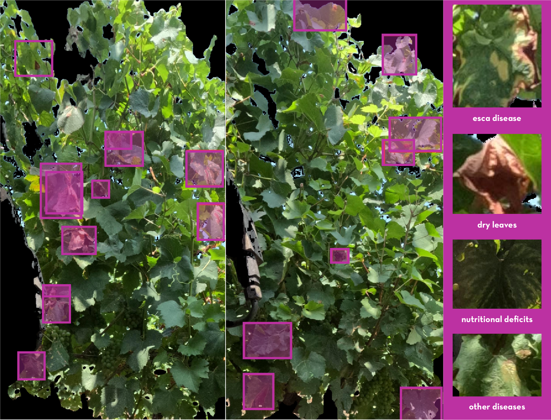 Orobix - Disease monitoring. The system detects diseases like downy mildew or powdery mildew early, enabling targeted treatments and reducing pesticide use. Early disease diagnosis. Reduction of chemical treatments.